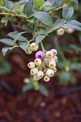 Bountiful Baby Blueberry (Vaccinium corymbosum 'FC13-044') at Lakeshore Garden Centres