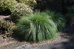 Little Bunny Dwarf Fountain Grass (Pennisetum alopecuroides 'Little Bunny') at Lakeshore Garden Centres