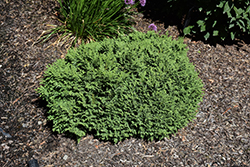 Dwarf Moss Falsecypress (Chamaecyparis pisifera 'Squarrosa Minima') at Lakeshore Garden Centres