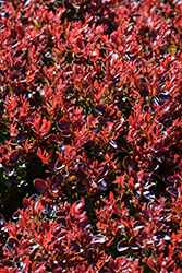 Pygmy Ruby Barberry (Berberis thunbergii 'Pygruzam') at Lakeshore Garden Centres