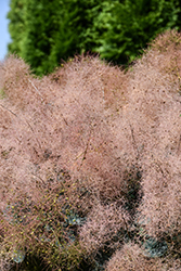 Pink Champagne Smokebush (Cotinus coggygria 'Pink Champagne') at Lakeshore Garden Centres