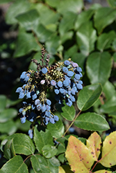 Creeping Mahonia (Mahonia repens) at Lakeshore Garden Centres