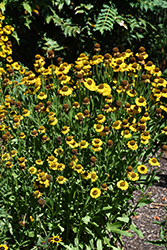 Salud Golden Sneezeweed (Helenium autumnale 'Balsaluglo') at Stonegate Gardens