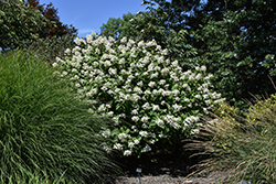 Fire And Ice Hydrangea (Hydrangea paniculata 'Wim's Red') at Lakeshore Garden Centres