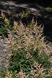 Aphrodite Astilbe (Astilbe simplicifolia 'Aphrodite') at Lakeshore Garden Centres