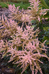 Hennie Graafland Astilbe (Astilbe simplicifolia 'Hennie Graafland') at Lakeshore Garden Centres