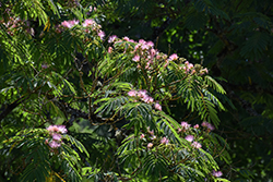 Rosea Mimosa (Albizia julibrissin 'Rosea') at Lakeshore Garden Centres