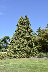 Golden King Lawson Falsecypress (Chamaecyparis lawsoniana 'Golden King') at Lakeshore Garden Centres