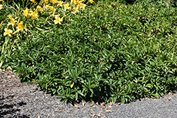 Mount Vernon Laurel (Prunus laurocerasus 'Mount Vernon') at Lakeshore Garden Centres