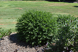Lodense Common Privet (Ligustrum vulgare 'Lodense') at Lakeshore Garden Centres