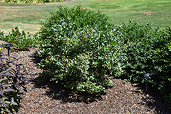 Pink Icing Blueberry (Vaccinium 'ZF06-079') at Lakeshore Garden Centres