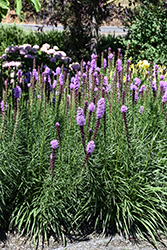 Kobold Blazing Star (Liatris spicata 'Kobold') at Lakeshore Garden Centres