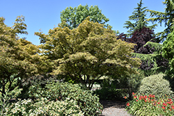 Ribbon-leaf Japanese Maple (Acer palmatum 'Atrolineare') at Lakeshore Garden Centres