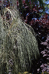 Weeping Broom (Carmichaelia stevensonii) at Lakeshore Garden Centres