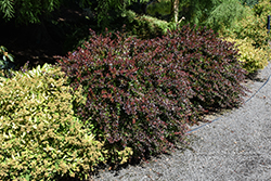 Midnight Ruby Barberry (Berberis thunbergii 'Miruzam') at Lakeshore Garden Centres