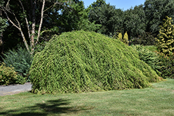 Cascade Falls Weeping Baldcypress (Taxodium distichum 'Cascade Falls') at Lakeshore Garden Centres