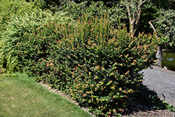Thunderbird Evergreen Huckleberry (Vaccinium ovatum 'Thunderbird') at A Very Successful Garden Center