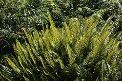 Sword Fern (Polystichum munitum) at Lakeshore Garden Centres