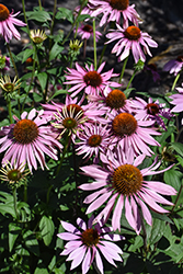 Merlot Coneflower (Echinacea purpurea 'Merlot') at Lakeshore Garden Centres