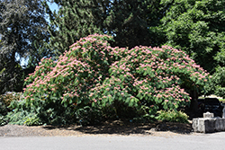 Ombrella Mimosa (Albizia julibrissin 'Boubri') at Lakeshore Garden Centres