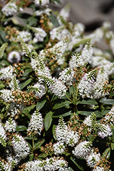 Pink Candy Hebe (Hebe 'Tulpink') at Lakeshore Garden Centres