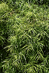 Willowleaf Podocarp (Podocarpus salignus) at Lakeshore Garden Centres