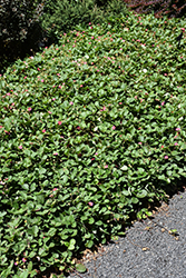 Lipstick Strawberry (Fragaria 'Lipstick') at Lakeshore Garden Centres