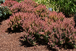 Golden Ruby Barberry (Berberis thunbergii 'Goruzam') at Lakeshore Garden Centres