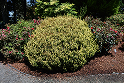 Huber's Tawny Gold Spreading Yew (Taxus x media 'Huber's Tawny Gold') at Lakeshore Garden Centres
