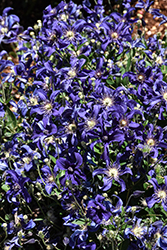 Sapphire Indigo Clematis (Clematis 'Sapphire Indigo') at Lakeshore Garden Centres