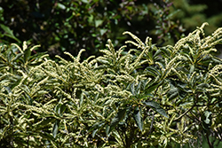 Takeda Nishiki Japanese Summersweet (Clethra barbinervis 'Takeda Nishiki') at Lakeshore Garden Centres