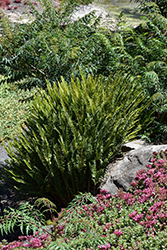 Sword Fern (Polystichum munitum) at Lakeshore Garden Centres