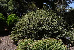 Santa's Delight Holly (Ilex aquifolium 'Sadezam') at Lakeshore Garden Centres