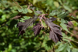 Burgundy Lace Filbert (Corylus avellana 'Burgundy Lace') at Stonegate Gardens