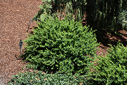 Green Hornet  Barberry (Berberis thunbergii 'Grhozam') at Lakeshore Garden Centres