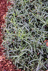 Wo-Long Ghost Wintercreeper (Euonymus fortunei 'Wo-Long Ghost') at Lakeshore Garden Centres