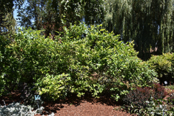 Northland Blueberry (Vaccinium corymbosum 'Northland') at Lakeshore Garden Centres