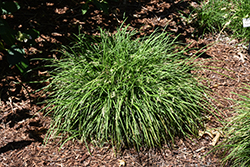 Taiwan Mondo Grass (Ophiopogon formosanum) at Lakeshore Garden Centres