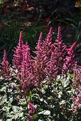 Visions Volcano Astilbe (Astilbe chinensis 'Visions Volcano') at A Very Successful Garden Center