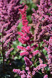 Visions Volcano Astilbe (Astilbe chinensis 'Visions Volcano') at A Very Successful Garden Center
