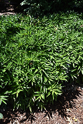 Sichuan Jade Evergreen Solomon's Seal (Disporopsis pernyi 'Sichuan Jade') at Lakeshore Garden Centres