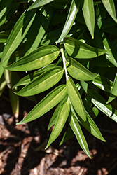 Sichuan Jade Evergreen Solomon's Seal (Disporopsis pernyi 'Sichuan Jade') at Lakeshore Garden Centres