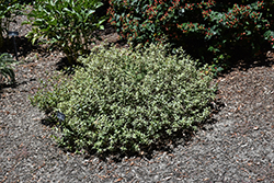 Lucky Lots Abelia (Abelia x grandiflora 'Wevo01') at Lakeshore Garden Centres