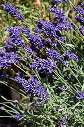 Vintro Forte Blue Lavender (Lavandula angustifolia 'Vintro Forte Blue') at Stonegate Gardens