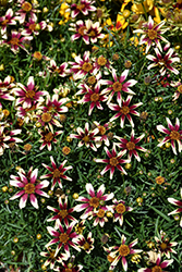 Sunstar Rose Tickseed (Coreopsis 'TNCORSR') at Lakeshore Garden Centres