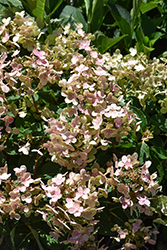 Early Evolution Hydrangea (Hydrangea paniculata 'AJ14') at Stonegate Gardens