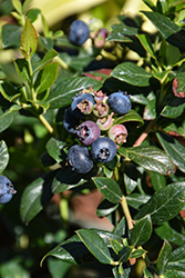 Bountiful Delight Blueberry (Vaccinium corymbosum 'ZF06-051') at Lakeshore Garden Centres