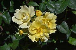 Grace N' Grit Yellow Rose (Rosa 'Radmonyel') at Lakeshore Garden Centres