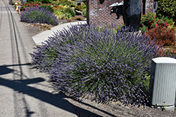 Phenomenal Lavender (Lavandula x intermedia 'Phenomenal') at Lakeshore Garden Centres