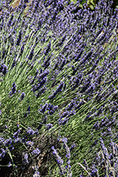 Phenomenal Lavender (Lavandula x intermedia 'Phenomenal') at Lakeshore Garden Centres